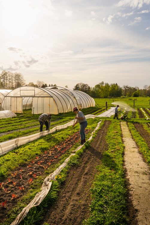 Bild zur Stelle FÖJ auf dem Enderhof (m/w/d)