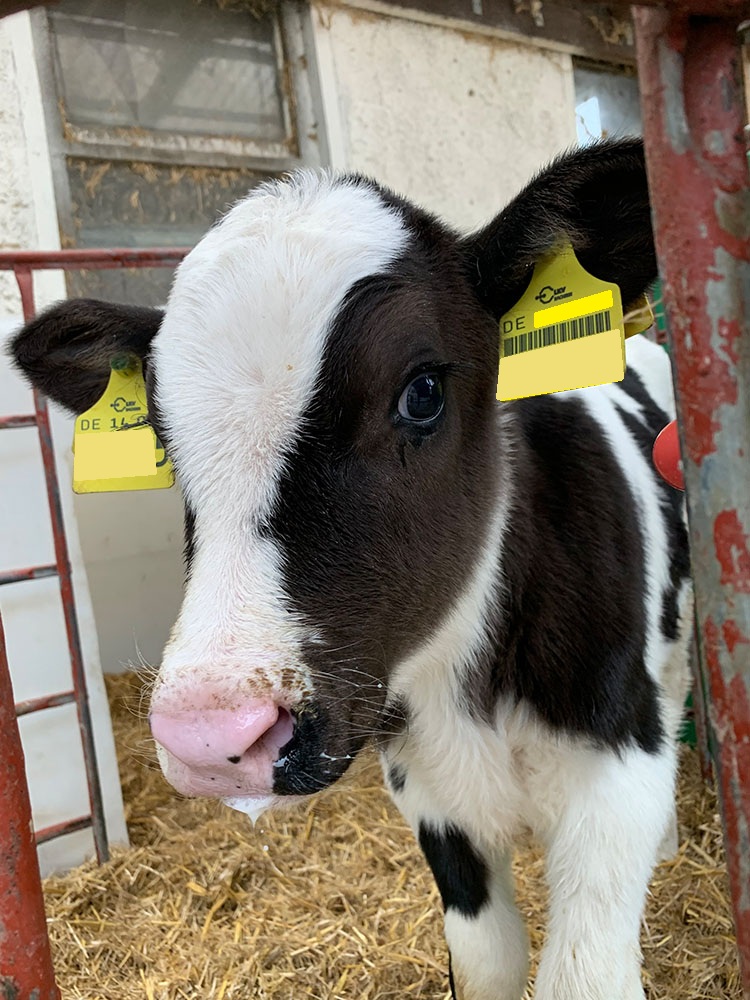 Bild zur Stelle Tierwirt (m/w/d) Ödernitz